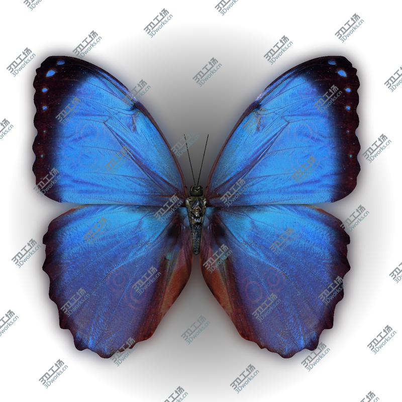 images/goods_img/202104094/Butterfly Blue Morpho/3.jpg